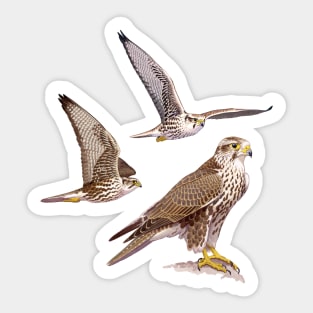 Saker Falcon Sticker